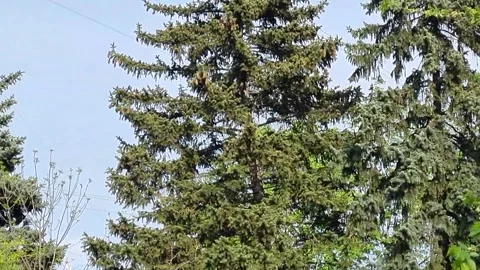 Coniferous trees Video stock 250490629