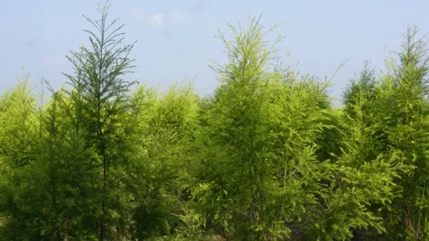 Coniferous Trees Video stock 335207418