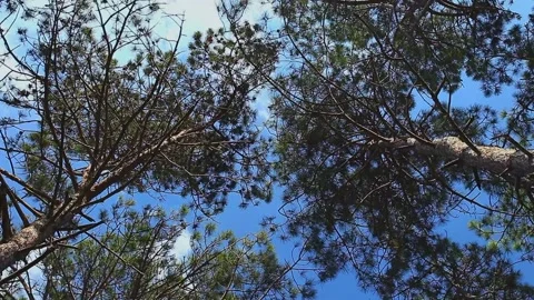 Coniferous trees in forest, bottom view with rotation 動画素材 154297111