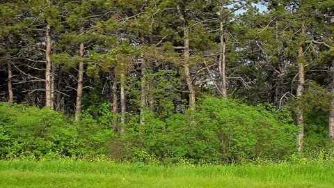 Coniferous trees in forest, side view with rotation Stock-Footage 154297389