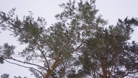 Coniferous trees in the forest. Snowy branches. Snowy winter trails. Vidéo 126637227