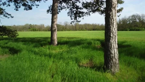 Coniferous trees on a green meadow Stock Footage 154395809