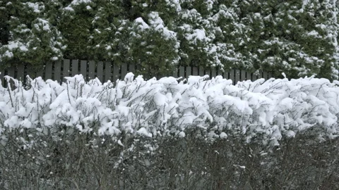 Coniferous trees growing behind a low fence bend under the weight of snow Video stock 237354797