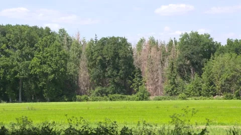 Coniferous trees + leafless dead trees, European larch, behind a green pasture Vídeo Stock 131641506