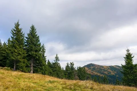 Coniferous trees on the meadow Stock Photos