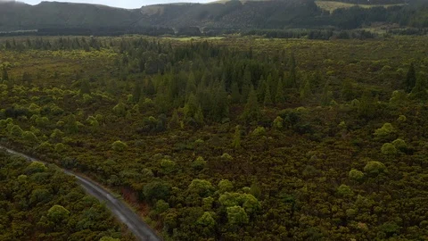 Coniferous trees in the middle of deciduous forest. Aerial of nature reserve on Stock Footage 121270268