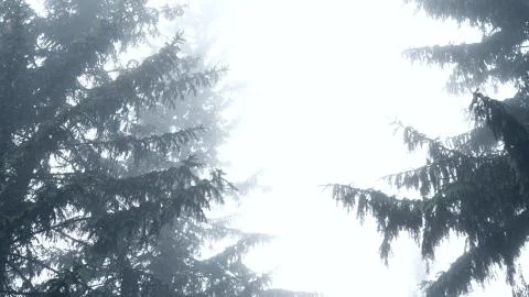 Coniferous trees in a misty forest. Trees on a light background Stock Photos
