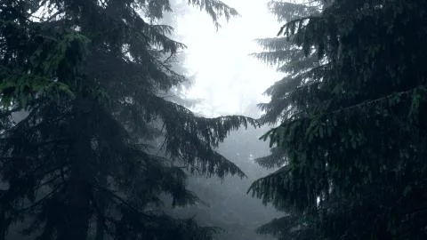 Coniferous trees in a misty forest. Trees on a light background Stock Photos
