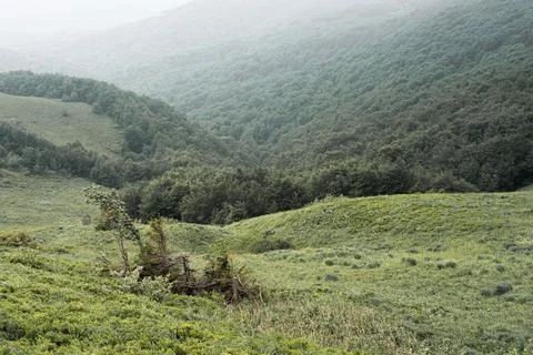 Coniferous trees on a mountain range in a dense fog. Stock-Fotos