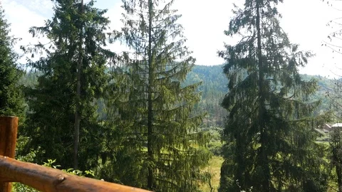 Coniferous trees in the mountains Stock Footage 95112010