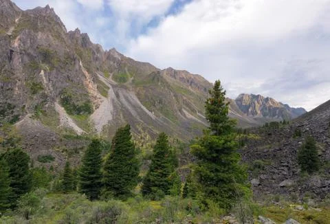 Coniferous trees in the mountains Stock Photos