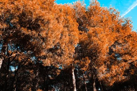 Coniferous trees with orange needles against a blue sky in Spain Stock Photos