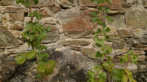 Coniferous Trees Over Bricks Protective Wall Architecture of Manyava Skete Stock Footage 71633749