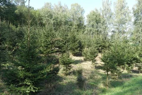 Coniferous trees Foto stock