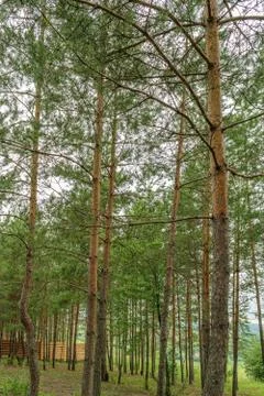Coniferous trees Stock Photos