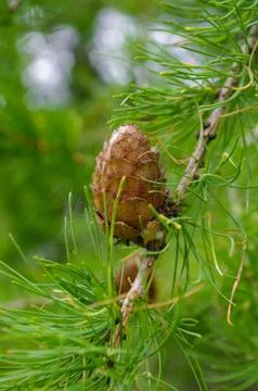 Coniferous trees Stock Photos