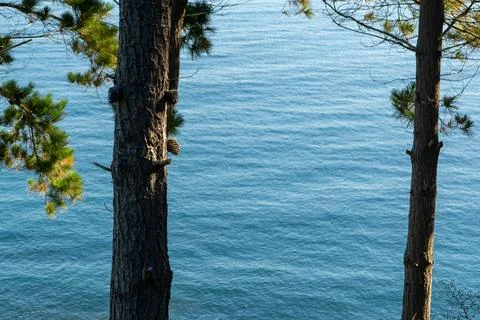 Coniferous trees with pinecones growing on trunk onbackground of sea. Stock Photos