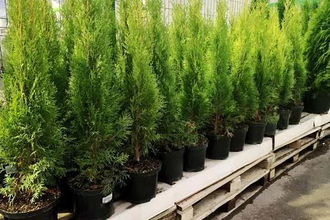 Coniferous trees in pots stand in a row, sale Stock Photos