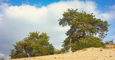 Coniferous trees on a sandy beach Stock Footage 129639871