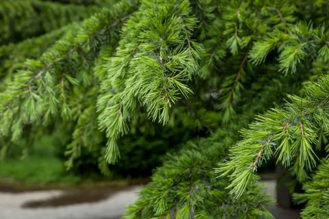 Coniferous trees with short needles Stock Photos