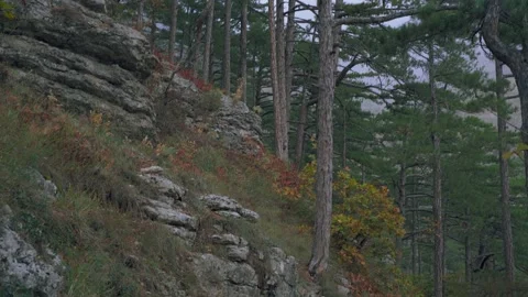 Coniferous trees on the slope of a sheer cliff in the autumn forest in the fog Stock Footage 143940035