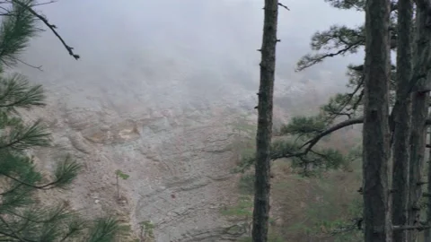 Coniferous trees on the slope of a sheer cliff in autumn forest in the fog Stock Footage 143940396