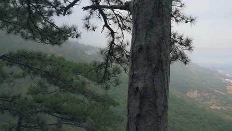 Coniferous trees on the slope of a sheer cliff in the autumn forest in fog Video stock 143940435