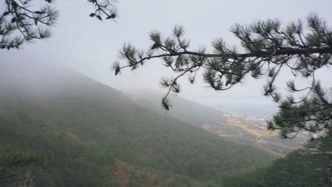Coniferous trees on the slope of a sheer cliff in autumn forest in fog Video stock 143940610