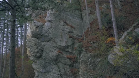 Coniferous trees on slope of a sheer cliff in autumn forest in fog Video stock 143940671