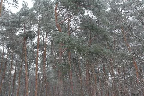 Coniferous trees in the snow 库存照片