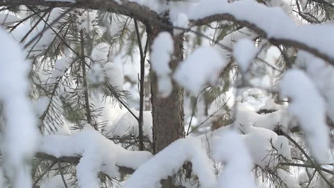 Coniferous trees in the snow in the winter forest Stock Footage 86399762