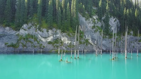 Coniferous trees stand in the blue water of a mountain lake. Shooting on drone. Video stock 99764694