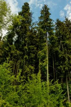 Coniferous trees in the summer Stock Photos