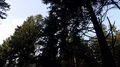 Coniferous trees in sunny mountain forest overhead panning shot 4k or 4k+ Resolution
