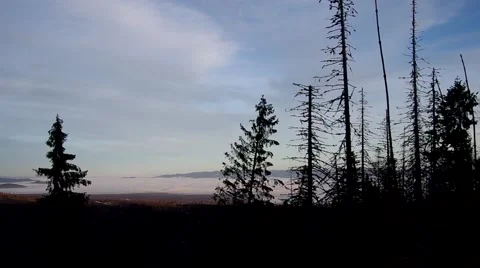 Coniferous trees at sunset Stock Footage 58918007