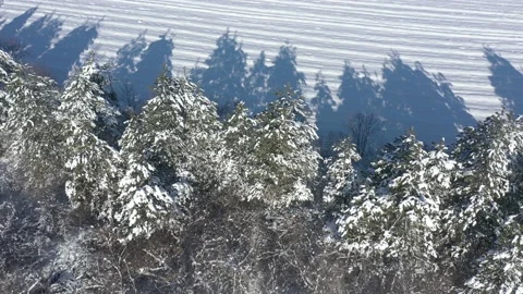 Coniferous trees under snow 4K drone video Stock Footage 105293123