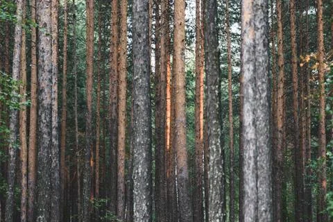Coniferous trunks forest texture Stock Photos