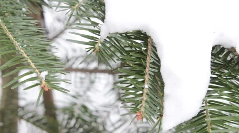 Coniferous Twig 1 Stock-Footage 47032126