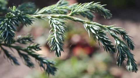 Coniferous Twig Stock Footage 42317157