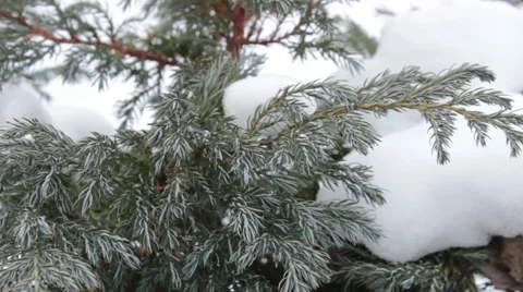 Coniferous Twig Stock Footage 47032301