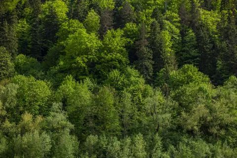 Coniferous various trees mixed  forest on mountain crest, full frame wallpape 스톡 사진