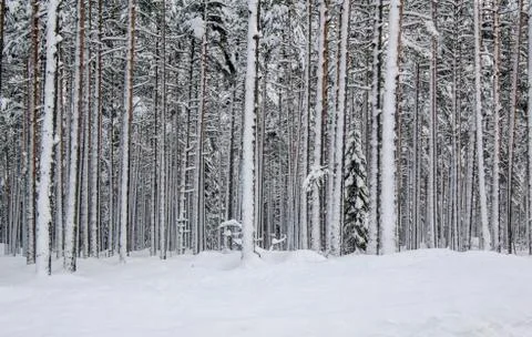 Coniferous winter forest consisting of trees with trunks used for making ships Stock Photos