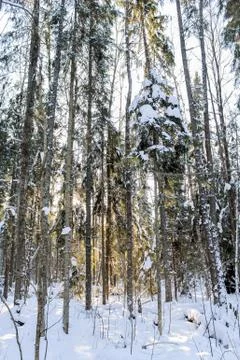 Coniferous winter forest. Fotos Stock