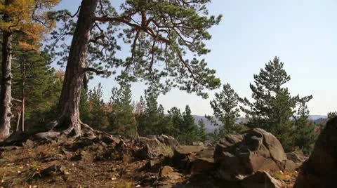 Coniferous wood in mountains 2 Stock Footage
