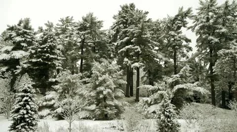 Conifers Covered in Snow 스톡 동영상 20452601