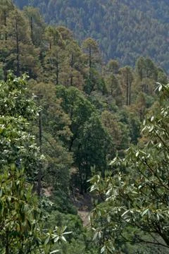 Conifers in Forest Stock Photos