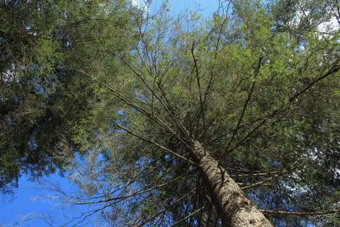 Conifers Stock Photos