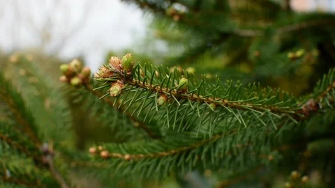 Conifers in springtime Stock Footage 107035895