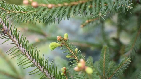 Conifers in springtime Stock Footage 107035962