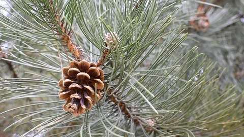 Conifers in springtime Stock Footage 107036112